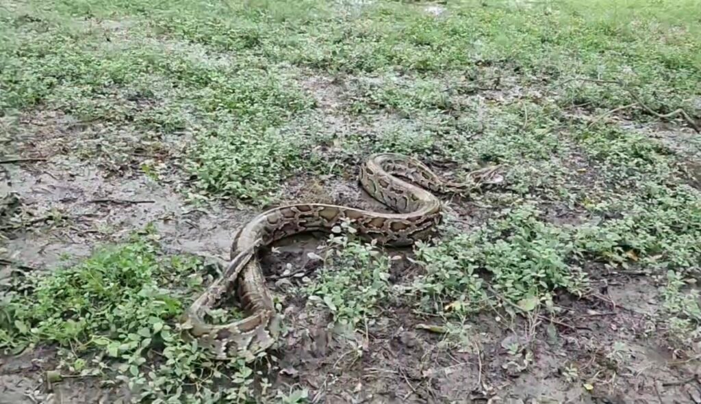 Screenshot_20250817_095124_WhatsAppBusiness